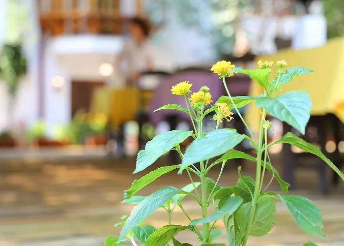 Akyaka Yali Capkini * 阿奇亚卡